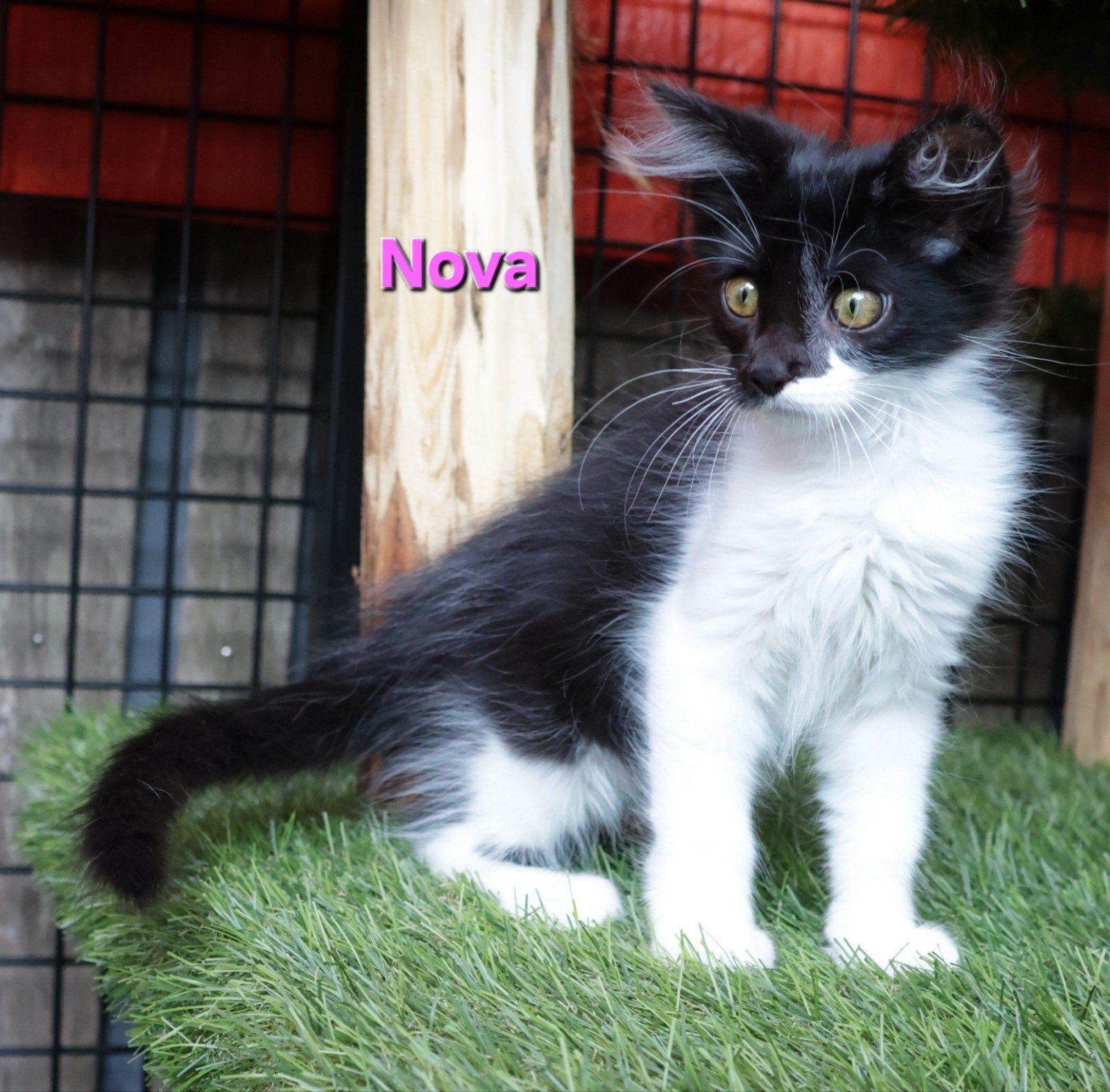 Lieve Maine Coon x American Ringtail kitten zoekt goudenmand, Meerdere dieren, Ontwormd, 0 tot 2 jaar