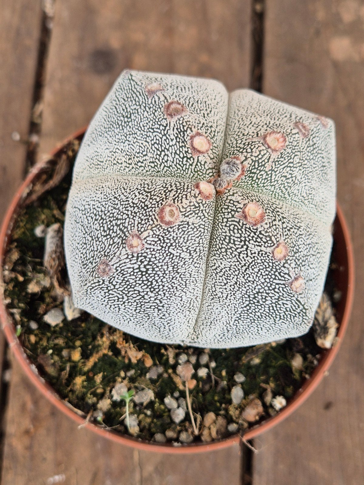 Cactus Astrophytum Myriostigma p10 (5), Huis en Inrichting, Kamerplanten, Ophalen of Verzenden, Cactus, Volle zon, Minder dan 100 cm