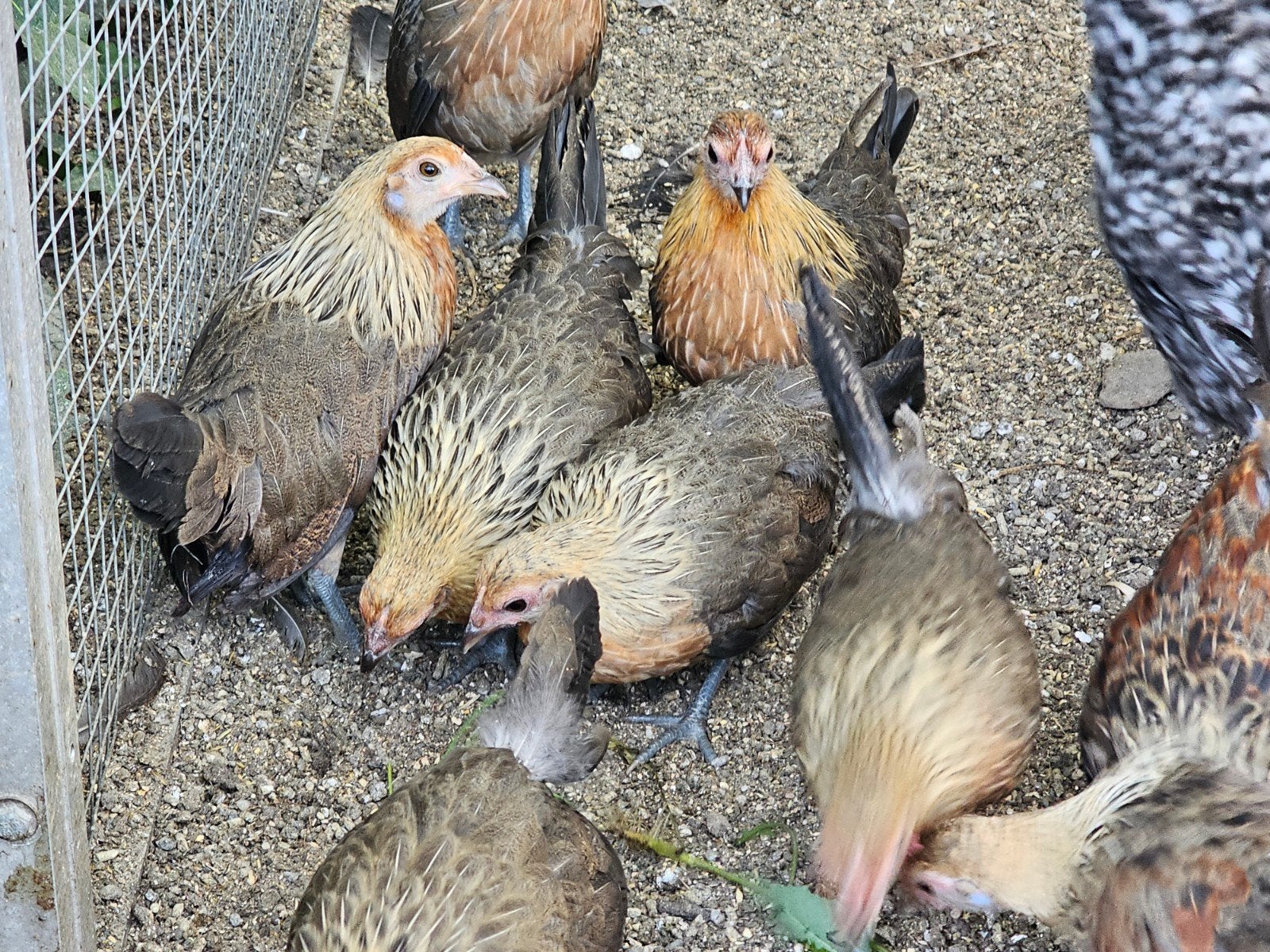 hollandse kriel, Dieren en Toebehoren, Pluimvee, Meerdere dieren, Kip