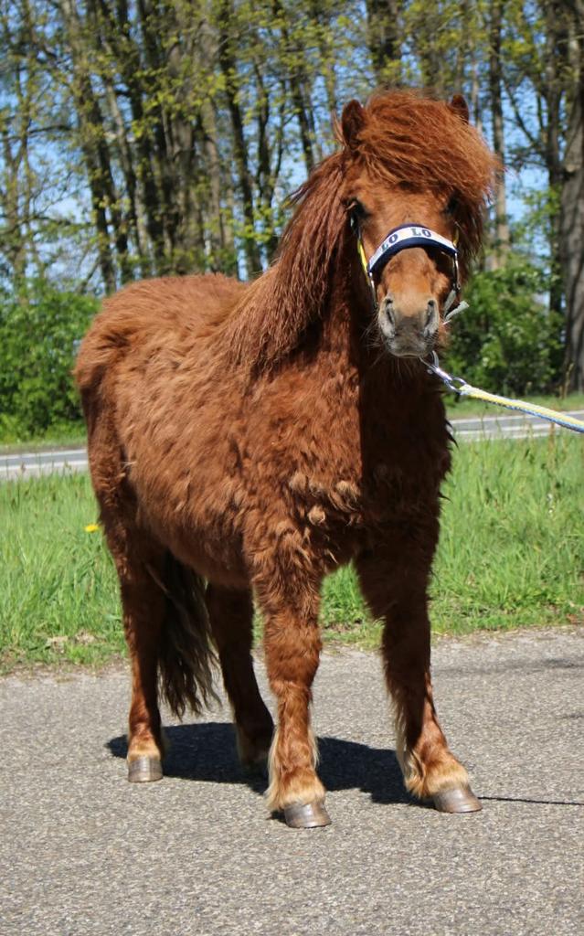 Te super twee prachtige en mooie shetlander ruinen, Ruin, A pony (tot 1.17m), Gechipt