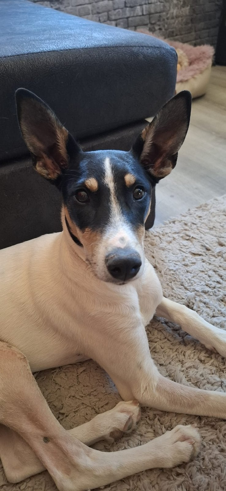 Podengo x Bodeguero pup, Particulier, 15 weken tot 1 jaar, Buitenland, Teef