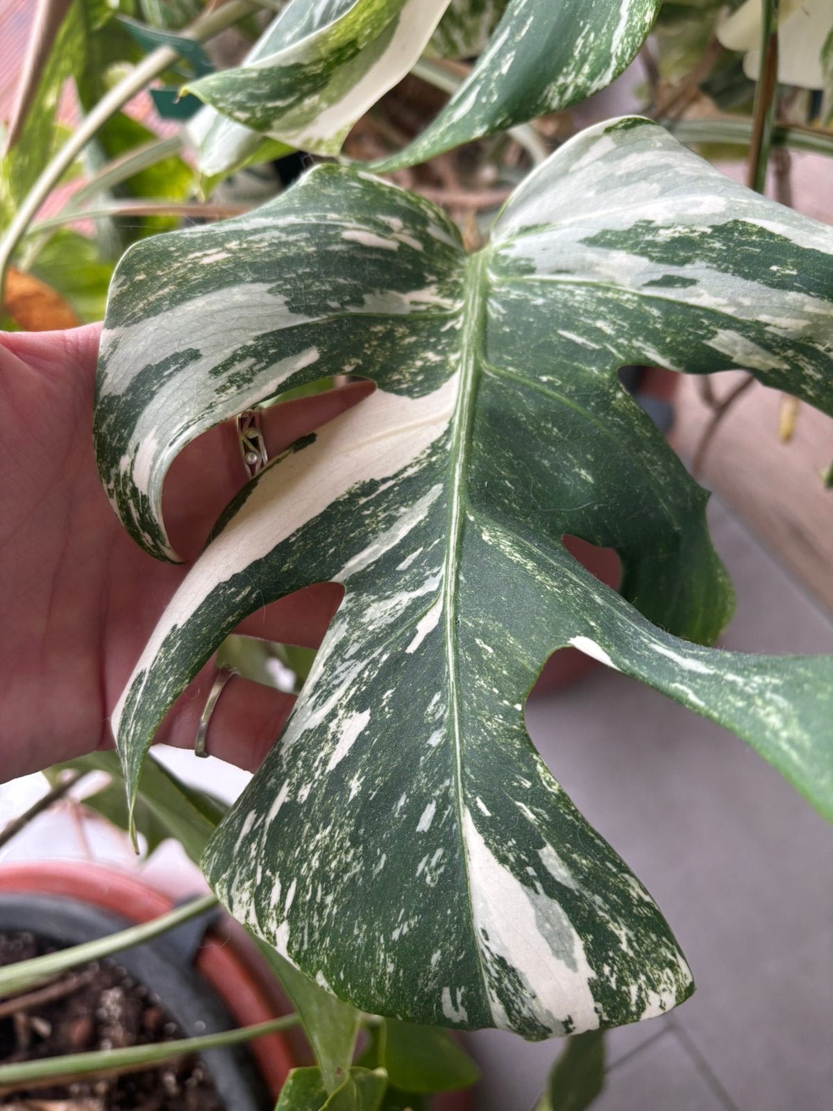 Monstera variegata stek, Ophalen of Verzenden, Halfschaduw, Minder dan 100 cm