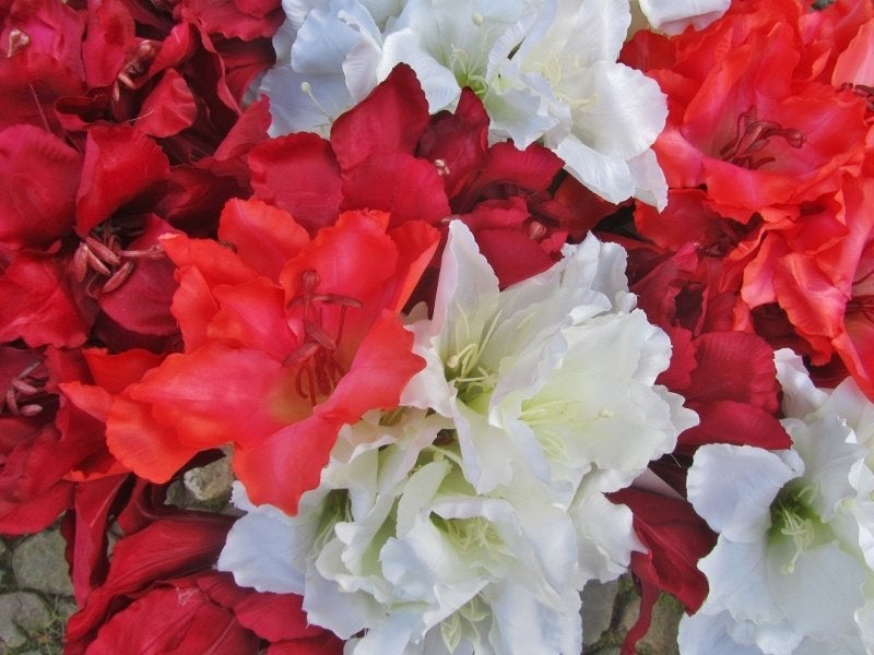 AMARYLLIS - KUNST TAK - 2 KLEUREN, Ophalen of Verzenden, Nieuw