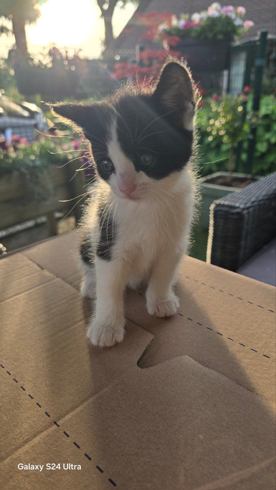 Kittens
