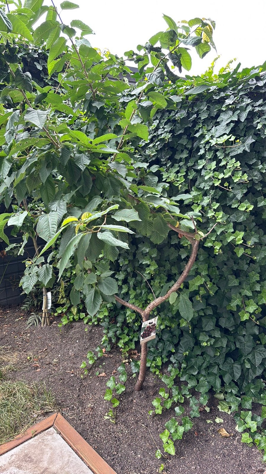 Kersenboom, Tuin en Terras, Planten | Bomen, Ophalen, Halfschaduw, Overige soorten, Lente