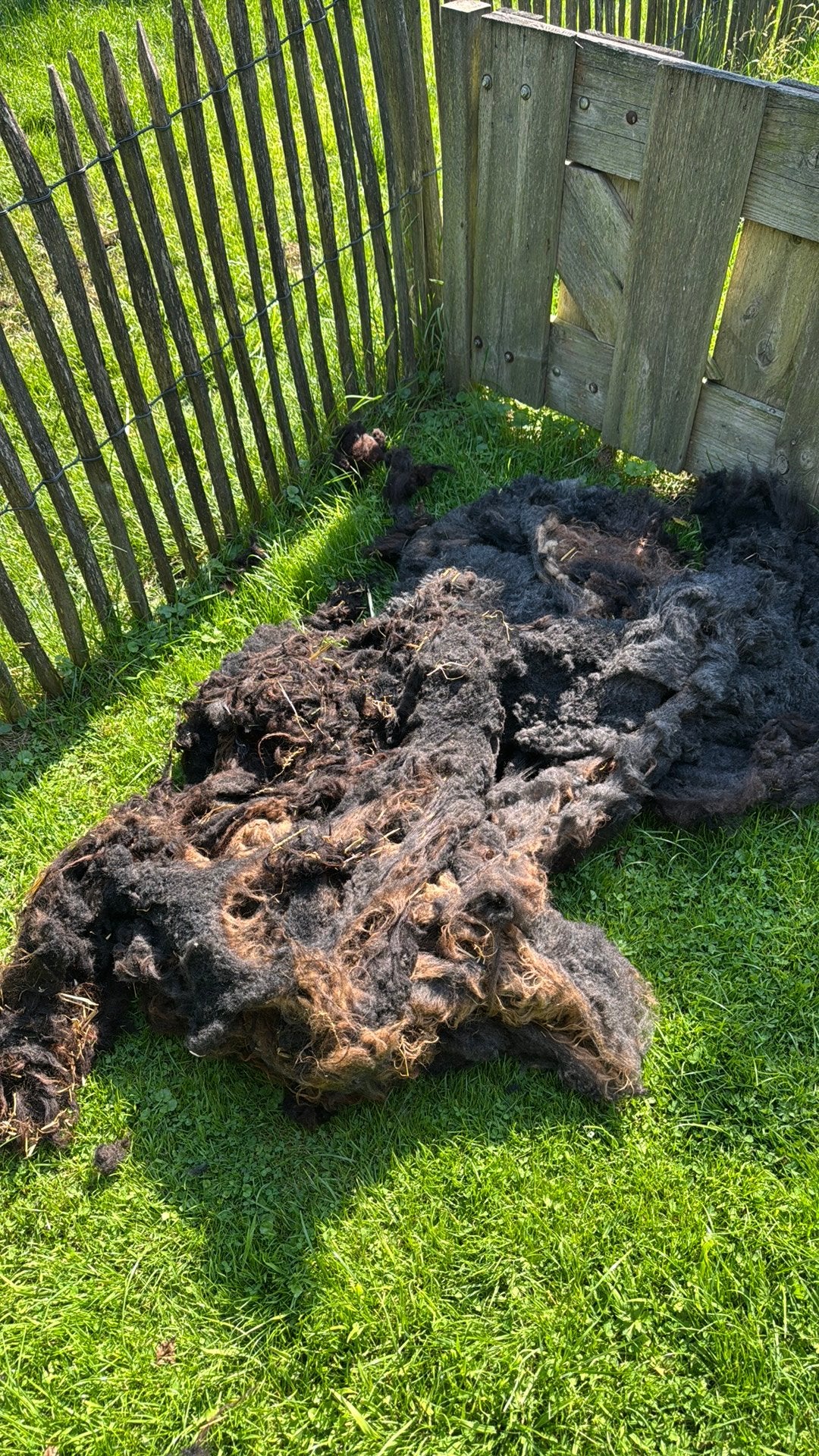 Onze 4 schapen zijn geschoren., Vrouwelijk, Schaap