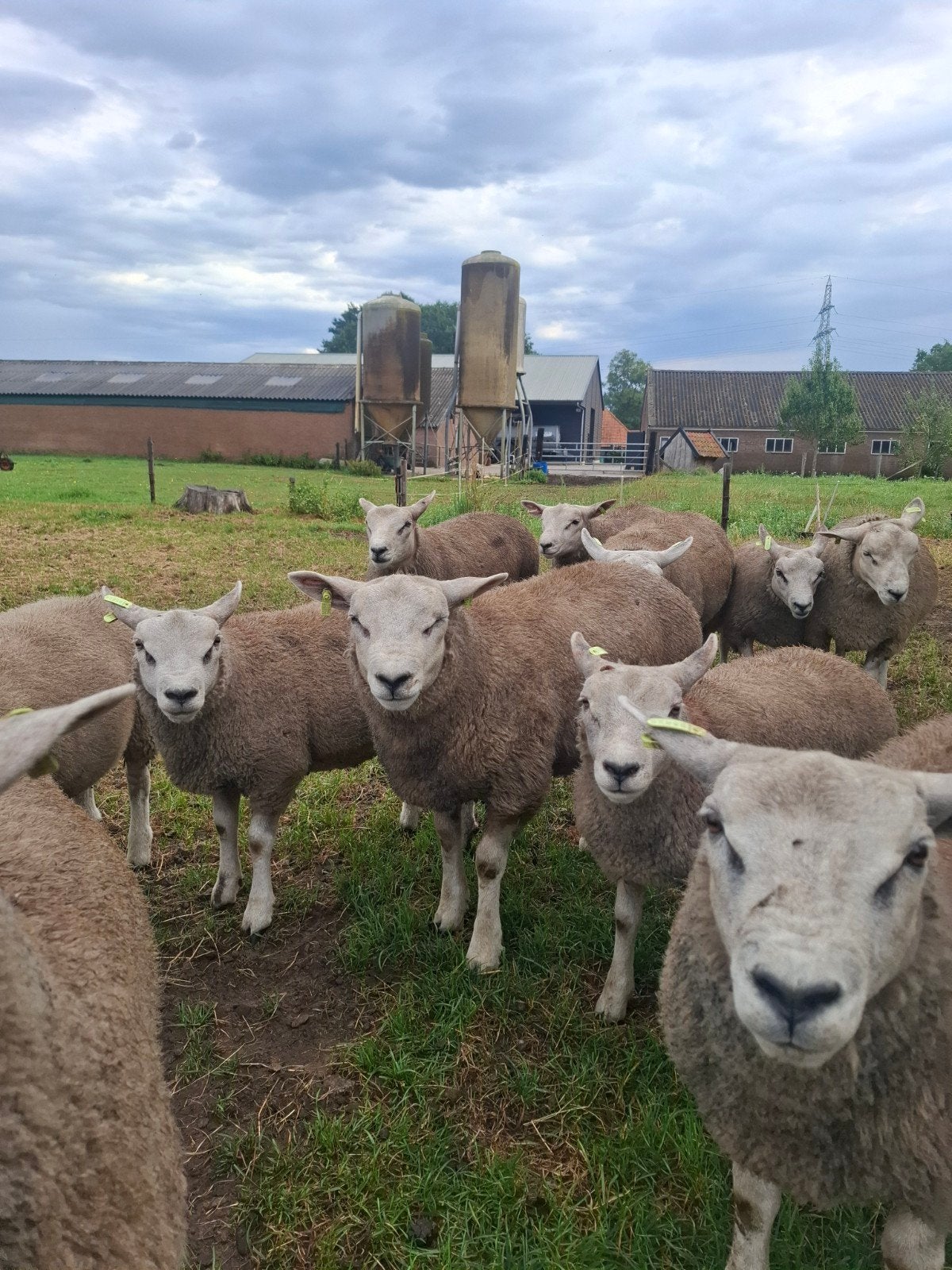 noordhollander en switer x engelse texelaar rammen, Mannelijk, Schaap