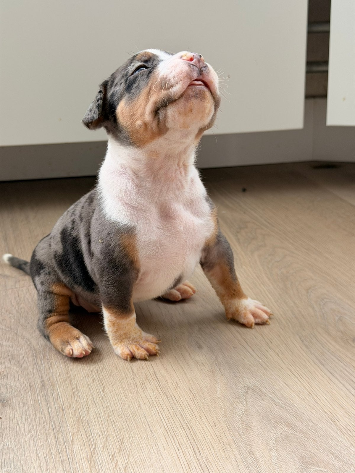 AMERICAN BULLY XL PUPPYS 24 JUNI GEBOREN, Dieren en Toebehoren, Honden | Bulldogs, Pinschers en Molossers, 8 tot 15 weken, Bulldog