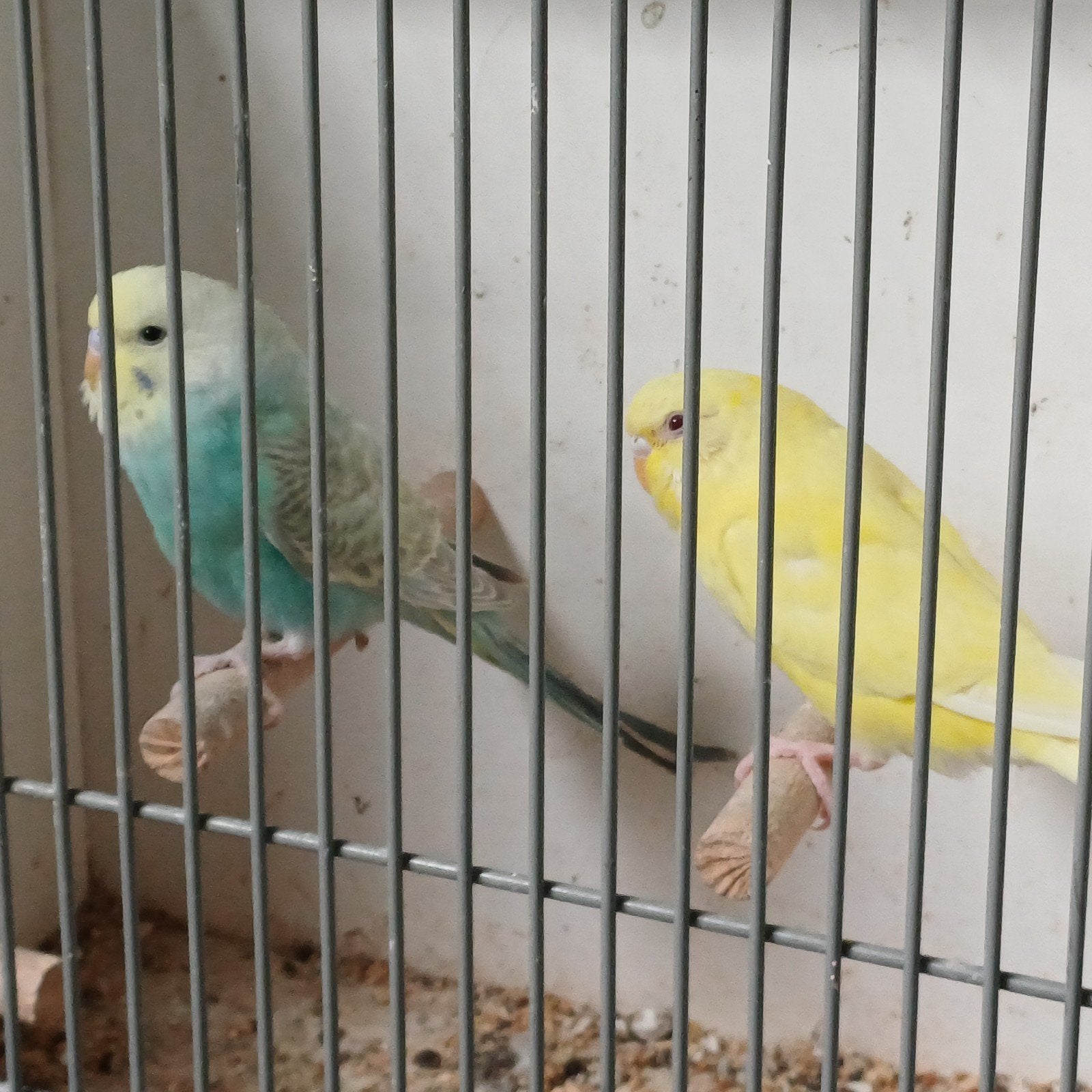 koppel grasparkieten, Dieren en Toebehoren, Vogels | Parkieten en Papegaaien, Meerdere dieren, Parkiet