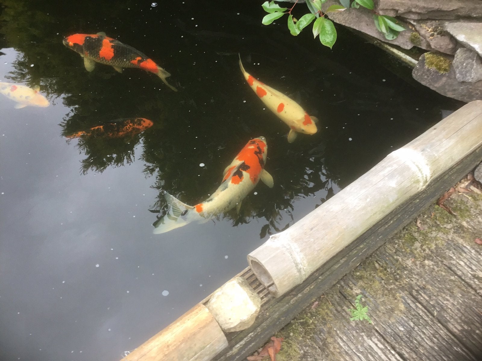 Wegens te veel vissen mag deze mooie koi weg 54 cm 125 euro
