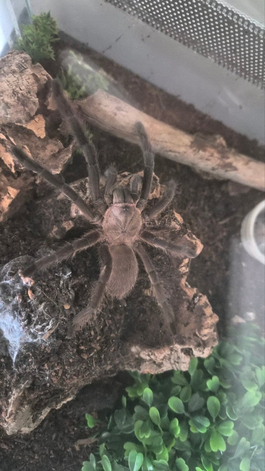 Vogelspin Chilobrachys Sp. Kaeng Krachan vrouw, Dieren en Toebehoren, Spin of Schorpioen