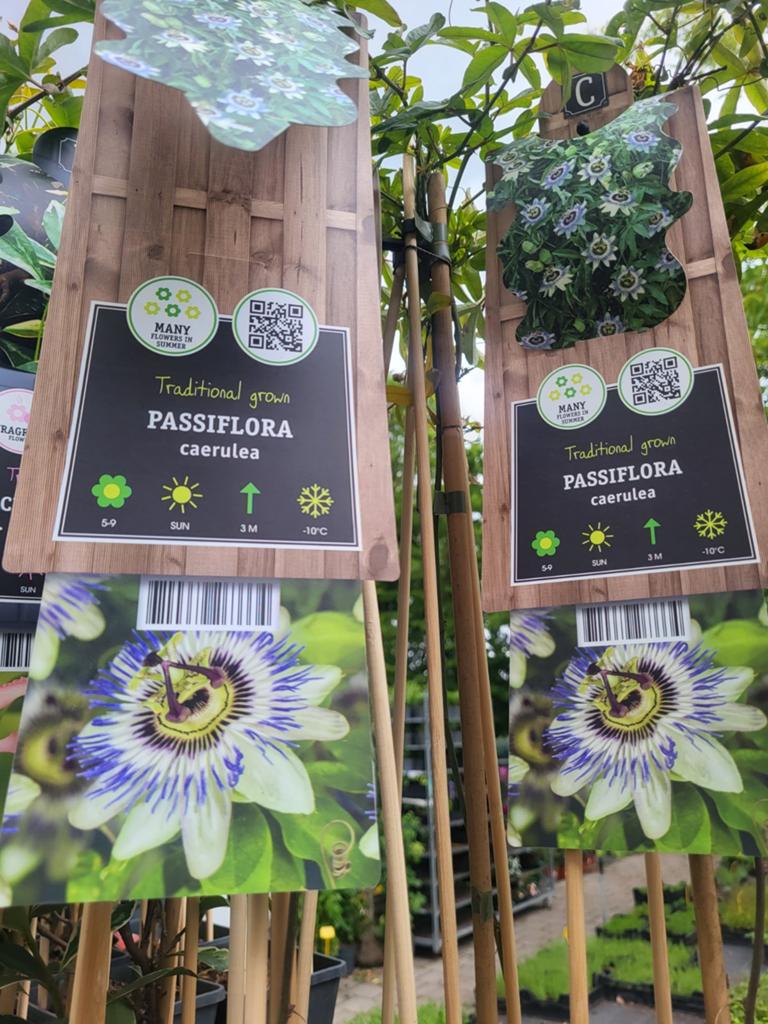 Groot assortiment klimplanten, Ophalen of Verzenden, Overige soorten, Volle zon