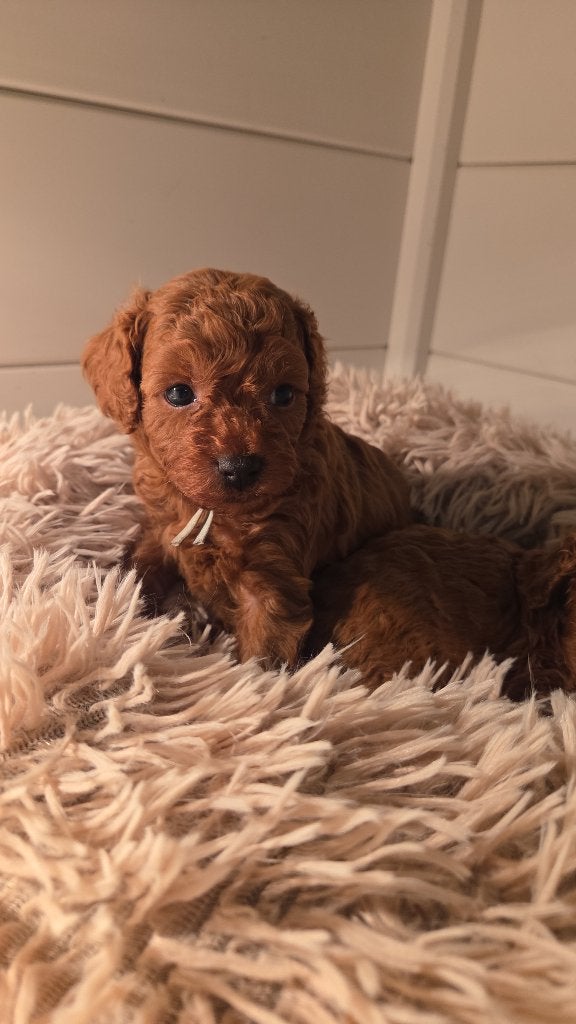 Rode Toy/dwerg poedel puppy's nog 2 reutjes, Overige rassen, 8 tot 15 weken, Meerdere, Meerdere dieren