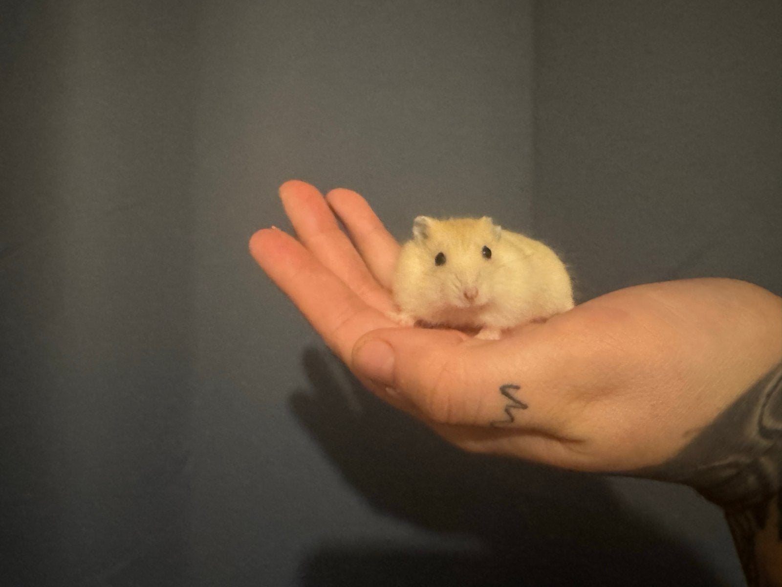 lieve jonge tamme dwerghamsters opzoek naar een huisje, Dieren en Toebehoren, Hamster, Augustus, Meerdere dieren, Tam