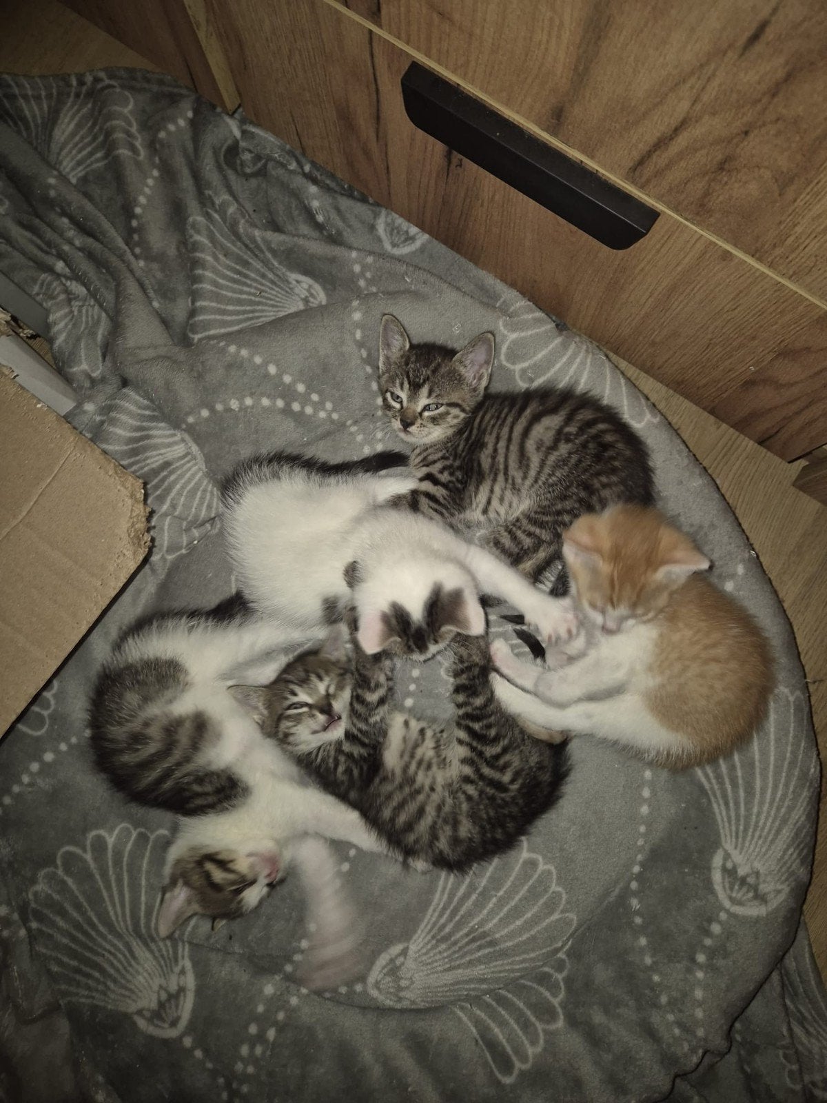 Kittens te koop!, Dieren en Toebehoren, Katten en Kittens | Overige Katten, Meerdere dieren