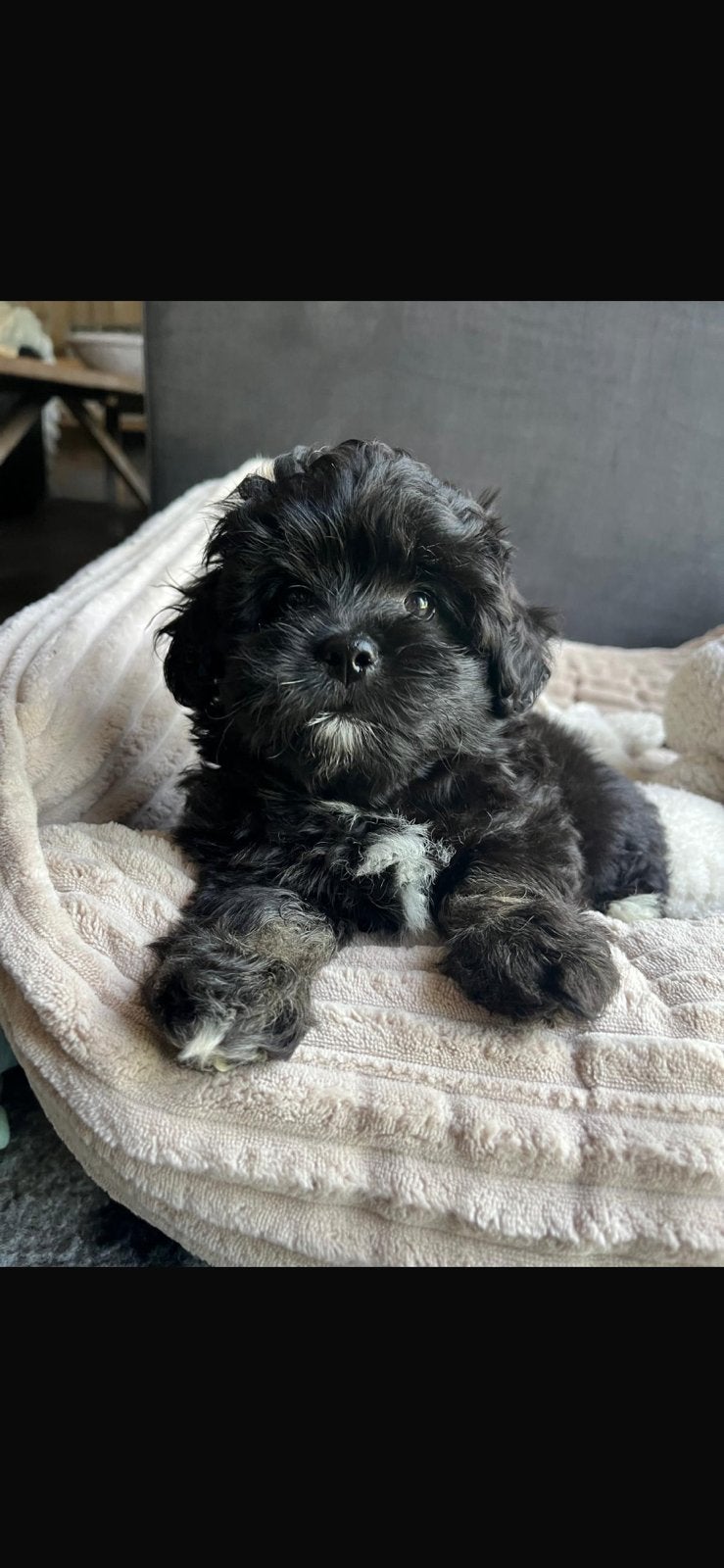 Boomer x Poedel (Boompoo pups) 🐶, Parvo, Overige rassen, 8 tot 15 weken, Teef