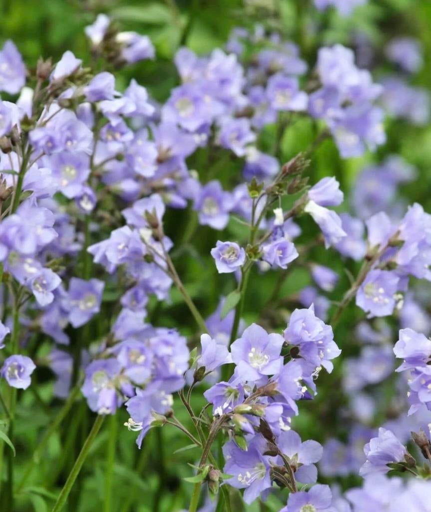 Jacobsladder 'Blue Pearl' - Polemonium reptans, Vaste plant, Halfschaduw, Lente, Ophalen
