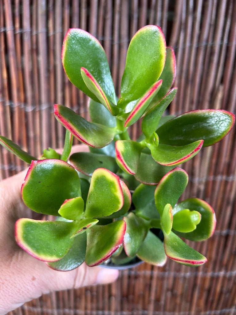 Crassula ovata 'Sunset'🪴, Vetplant, Ophalen of Verzenden, In pot, Minder dan 100 cm