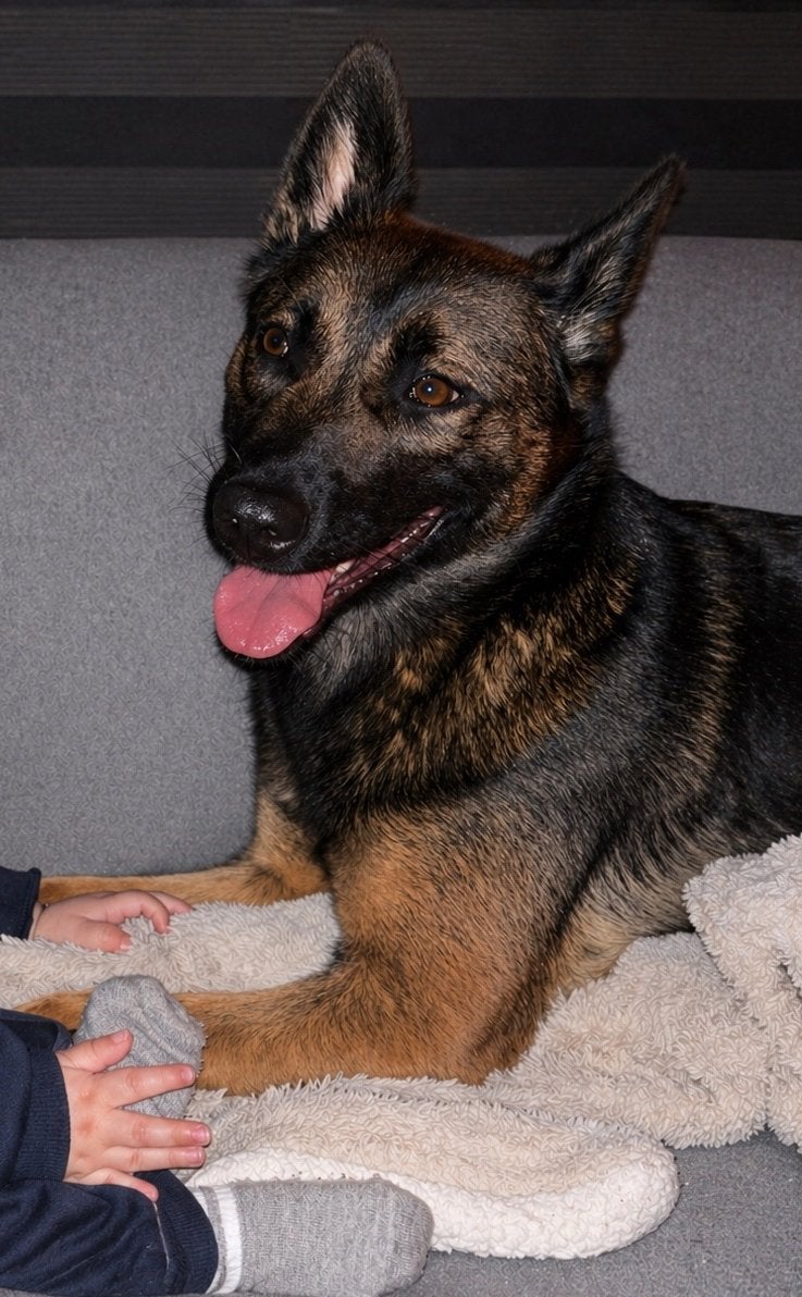 Mechelse herder teefje, 1 tot 2 jaar, Teef, Parvo, Eén hond