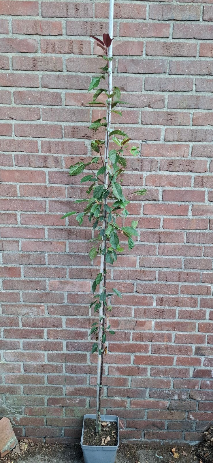 Malus 'Paul hauber', sierappel, Ophalen, Lente, Volle zon, Overige soorten