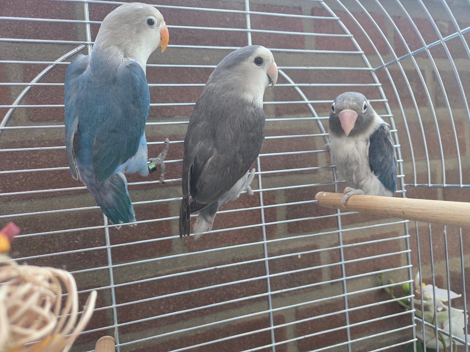 dwerg papagaai, Meerdere dieren, Papegaai, Tam