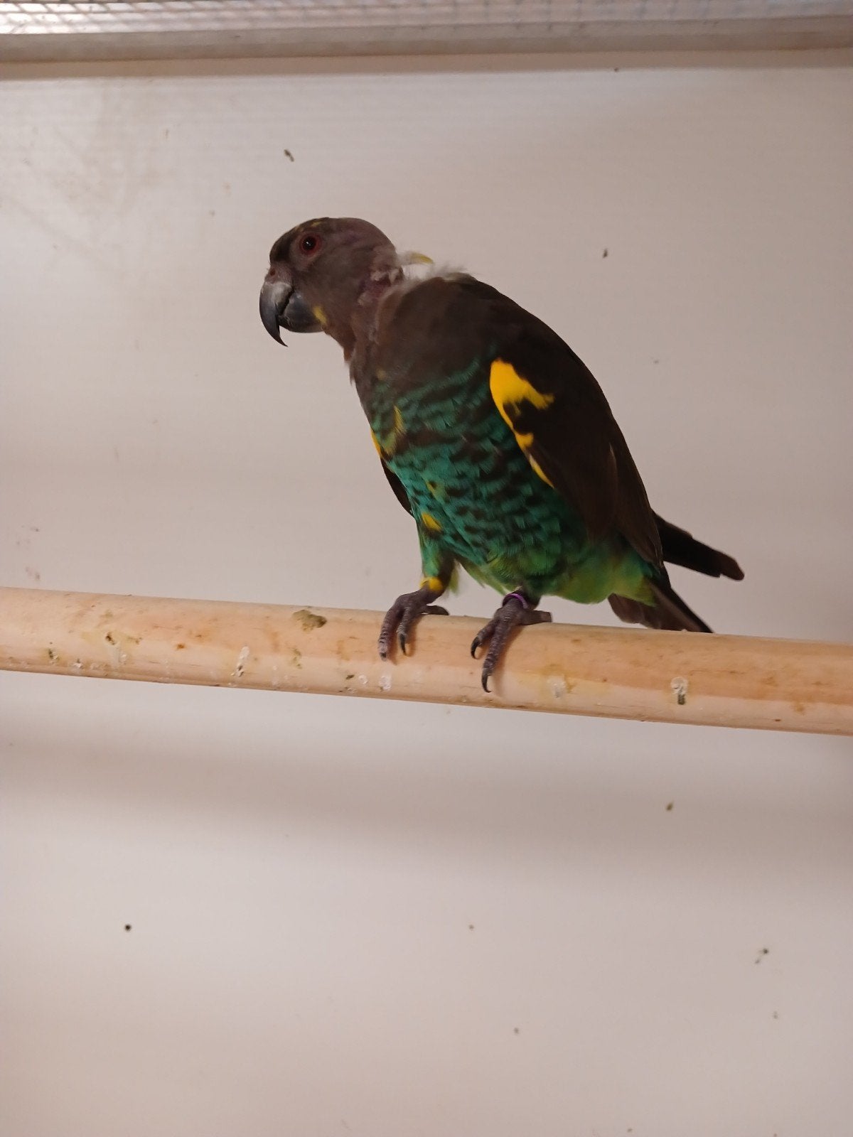 Meyer papagaai man, Mannelijk, Papegaai