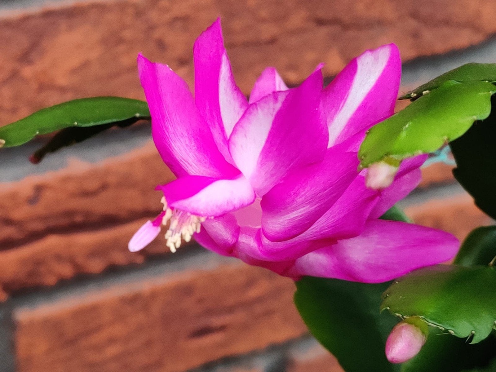 Schlumbergera 'Purple Janus' (chimaera) stek ongeworteld, Verzenden, Halfschaduw, Minder dan 100 cm