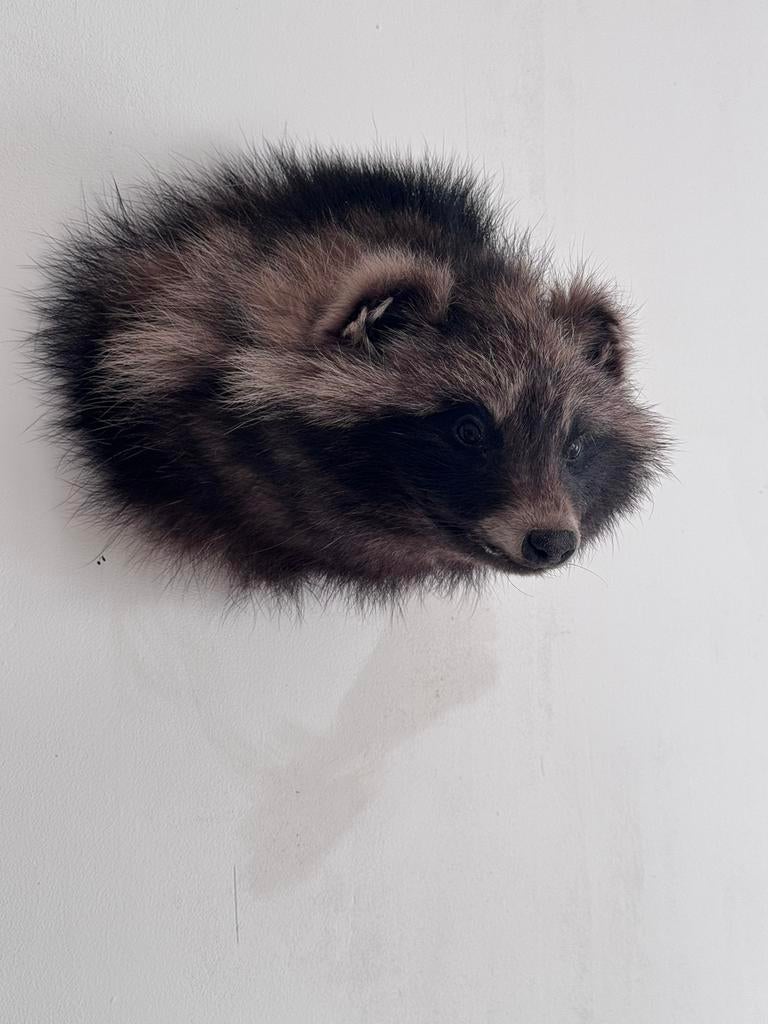 Taxidermie, wasbeerhond/marterhond, Ophalen, Opgezet dier