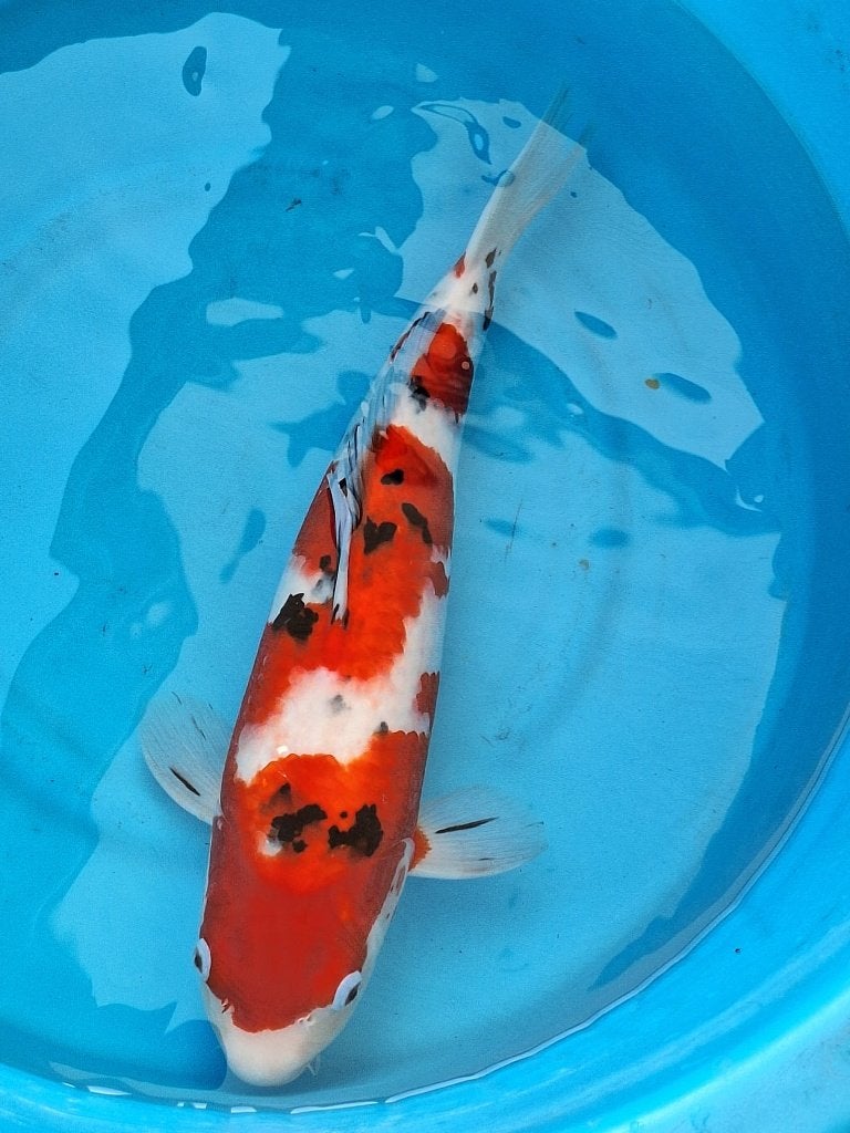 mooie sanke ogata koi farm 55 - 60 cm, Dieren en Toebehoren, Karper of Koi