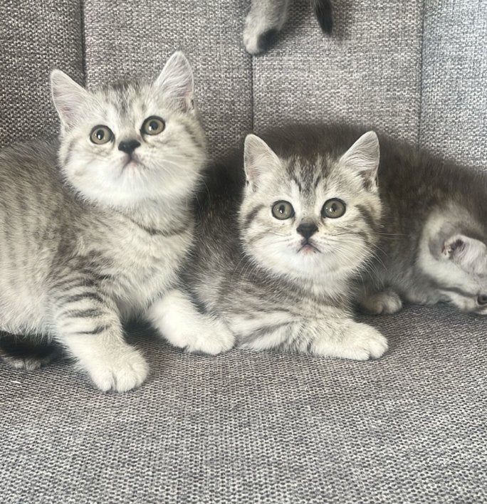 Britse Korthaar kittens (katers), Kater, Ontwormd, 0 tot 2 jaar