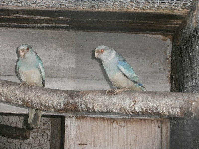 Gevraagd barnard parkieten, Meerdere dieren, Parkiet