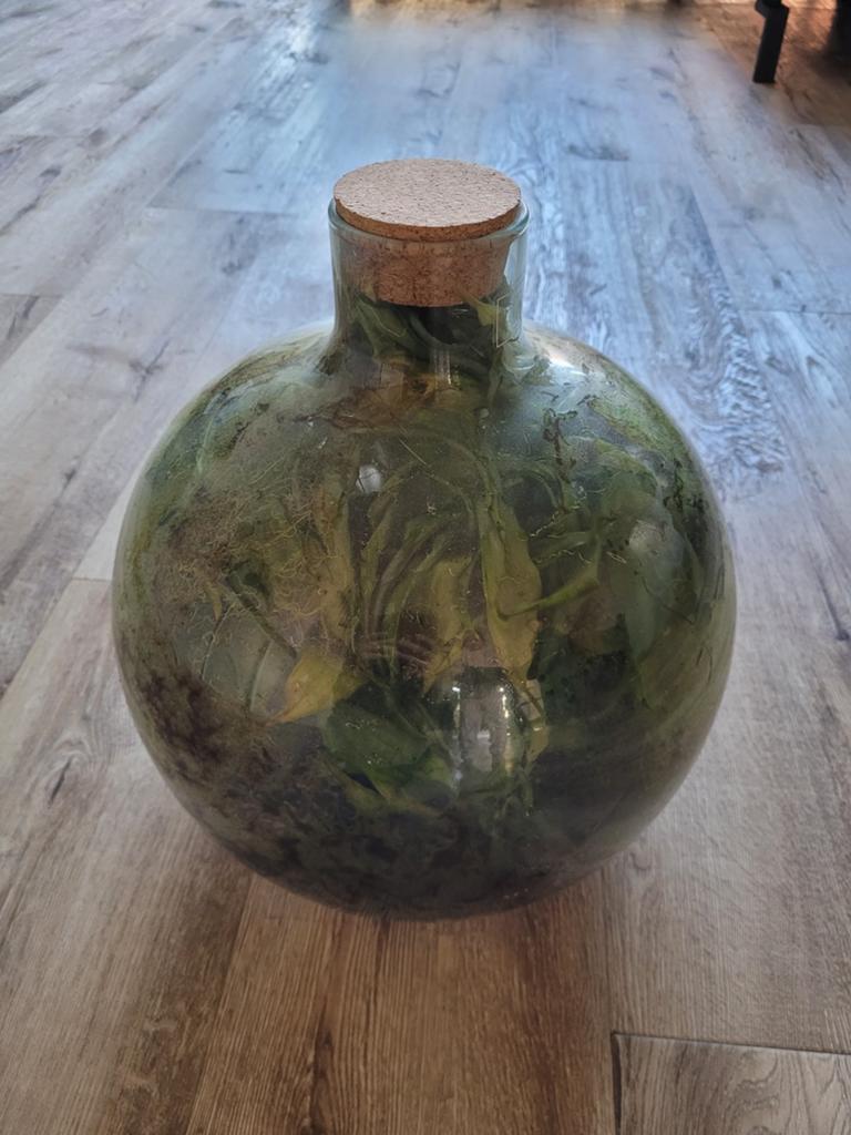 Planten terrarium, Ophalen, Overige kleuren, Minder dan 50 cm, Glas