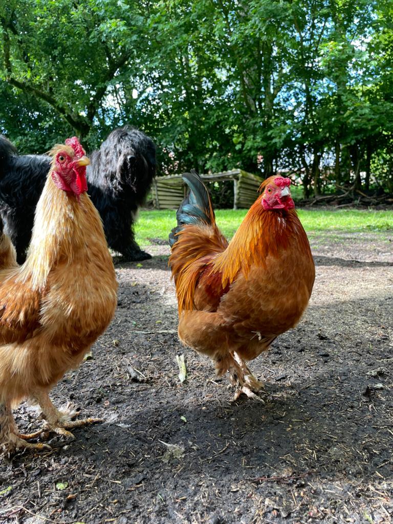 5 gratis hanen ongeveer een jaar oud, Dieren en Toebehoren, Pluimvee, Mannelijk, Kip