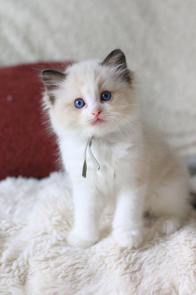 Ragdoll kittens Bicolor, Meerdere dieren, Met stamboom, 0 tot 2 jaar