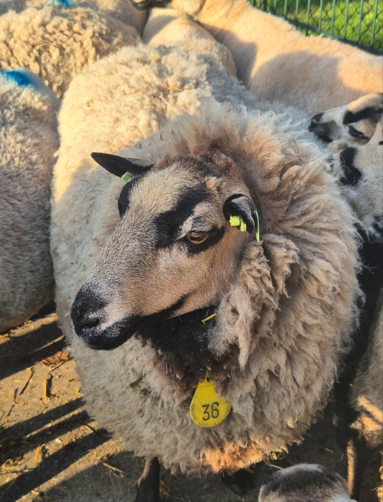 Vachten Badger face welshmountain, Dieren en Toebehoren, Meerdere dieren, Schaap