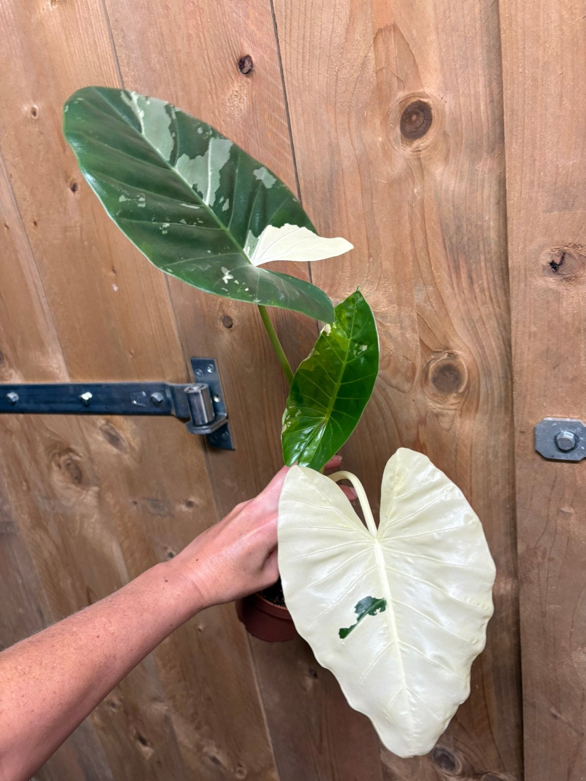 Alocasia macrorrhiza plant albo white wit marble variegata, Ophalen of Verzenden, Halfschaduw, Minder dan 100 cm