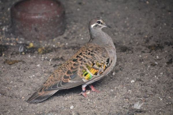 Bronsvleugel duiven, Meerdere dieren, Overige soorten
