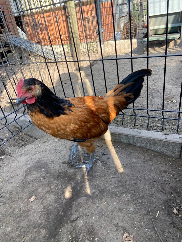 Vorwerk haan, Dieren en Toebehoren, Pluimvee, Mannelijk, Kip