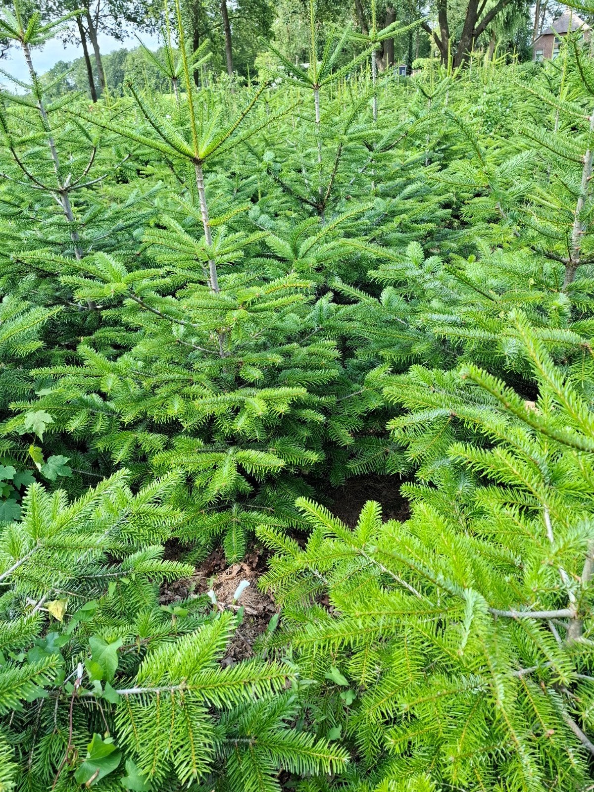 kerstbomen, Overige soorten, Minder dan 100 cm, Zomer, Ophalen