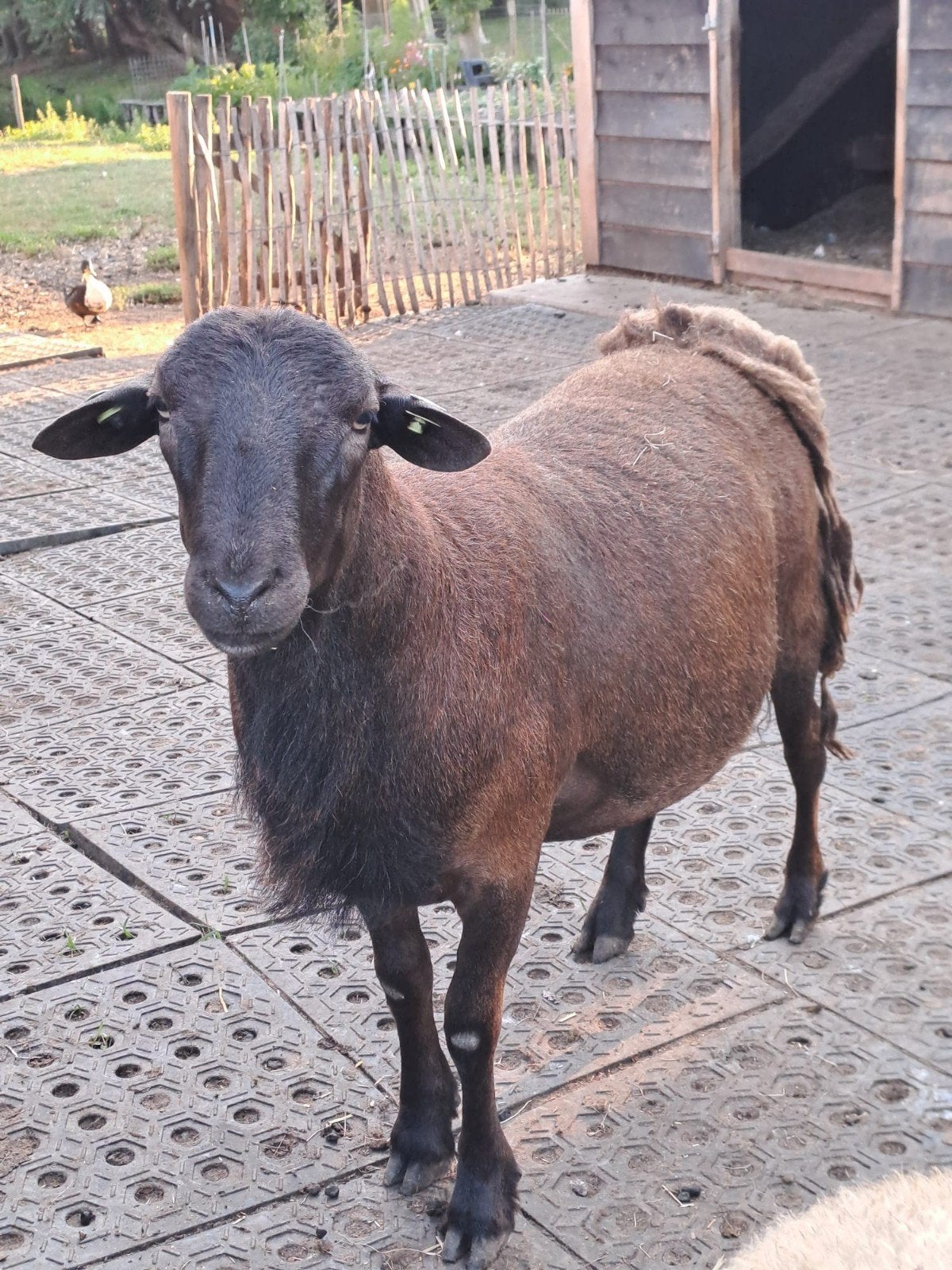 2 mooie Nolana rammen uit 2025 en 2026, Mannelijk, Schaap, 0 tot 2 jaar