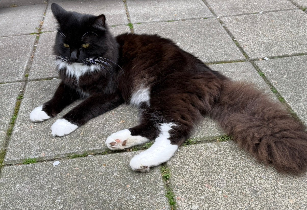 Siberische boskat, Kater, Langharig, 0 tot 2 jaar