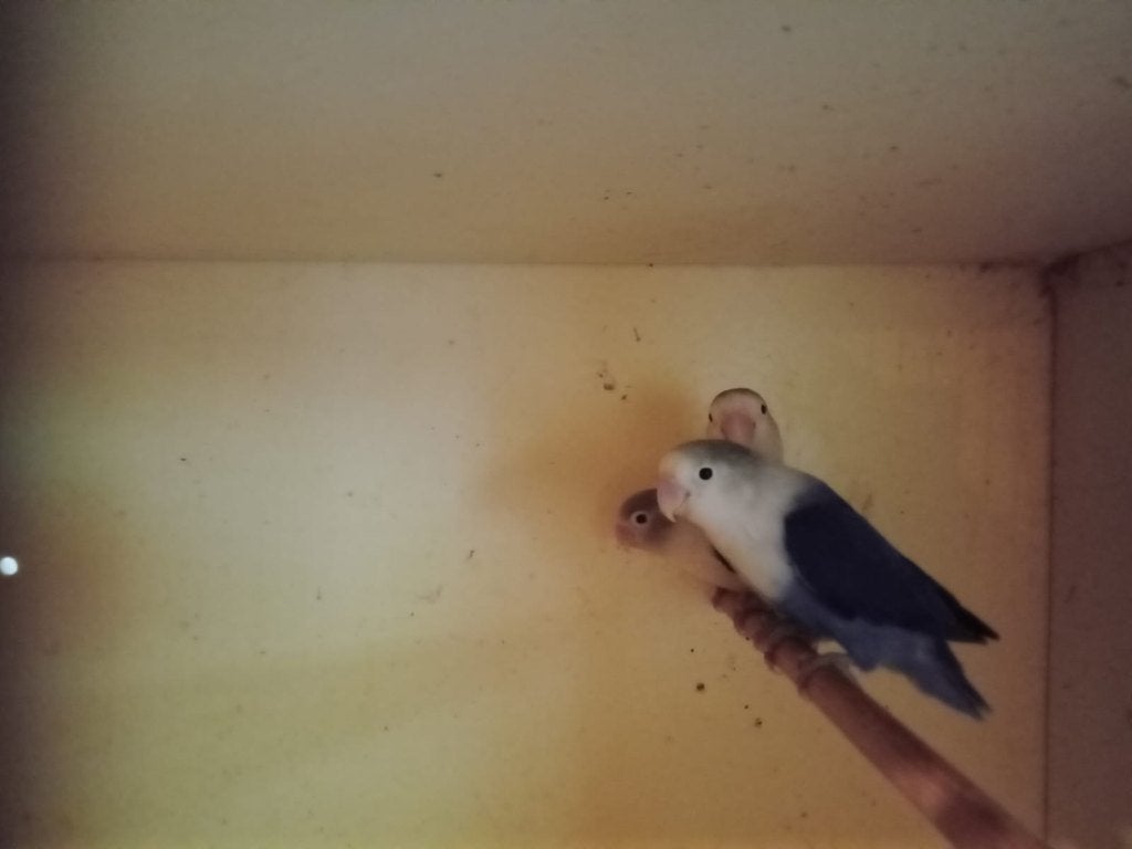 Agapornissen, Dieren en Toebehoren, Vogels | Parkieten en Papegaaien, Meerdere dieren, Dwergpapegaai of Agapornis