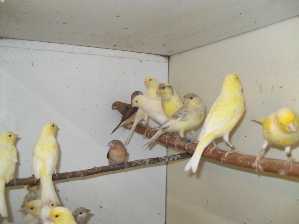div kanaries/tropen/kooien, Dieren en Toebehoren, Meerdere dieren, Kleurkanarie