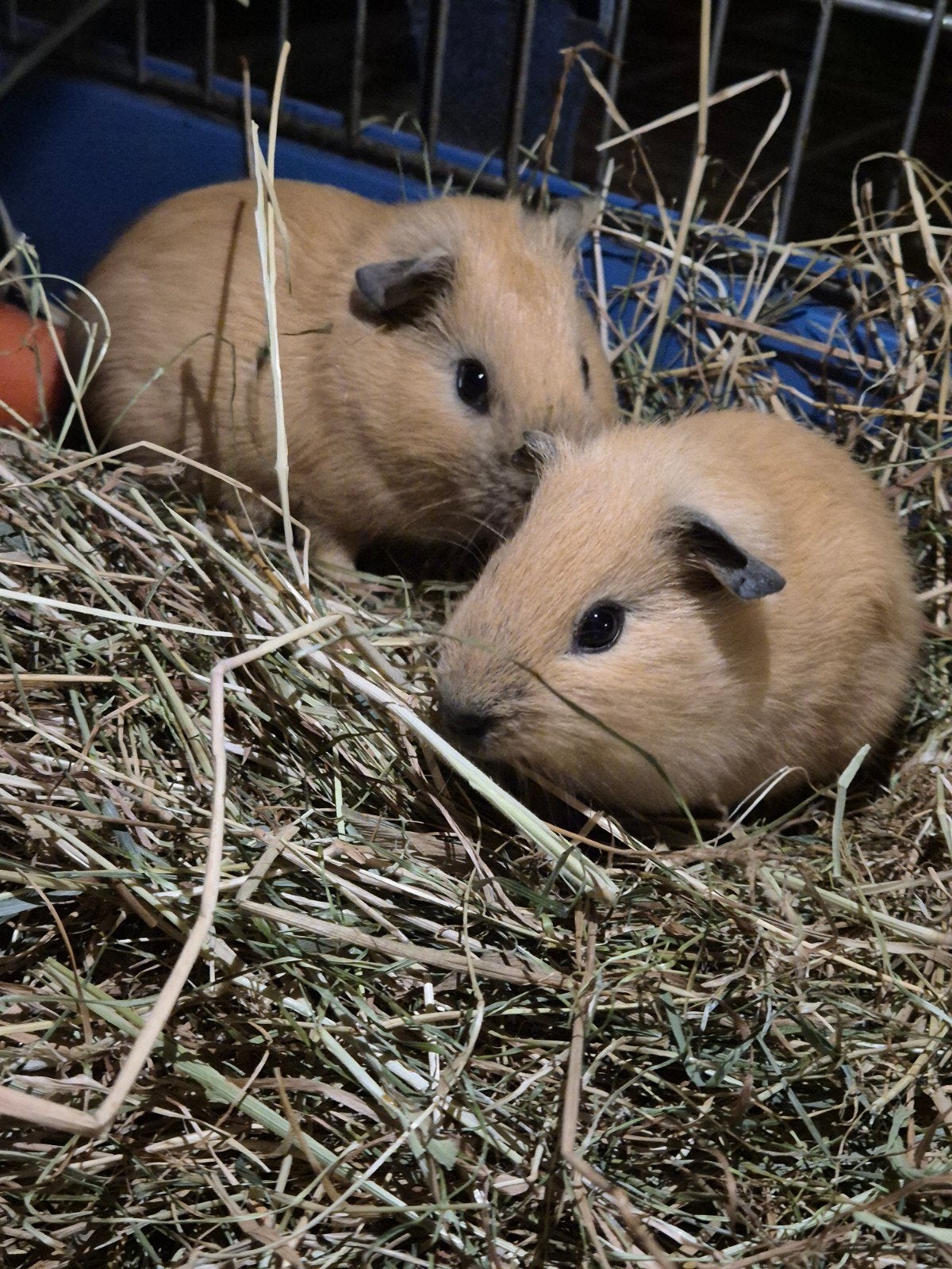 Laatste jonge cavia beertje, Dieren en Toebehoren, Augustus, Mannelijk, Cavia