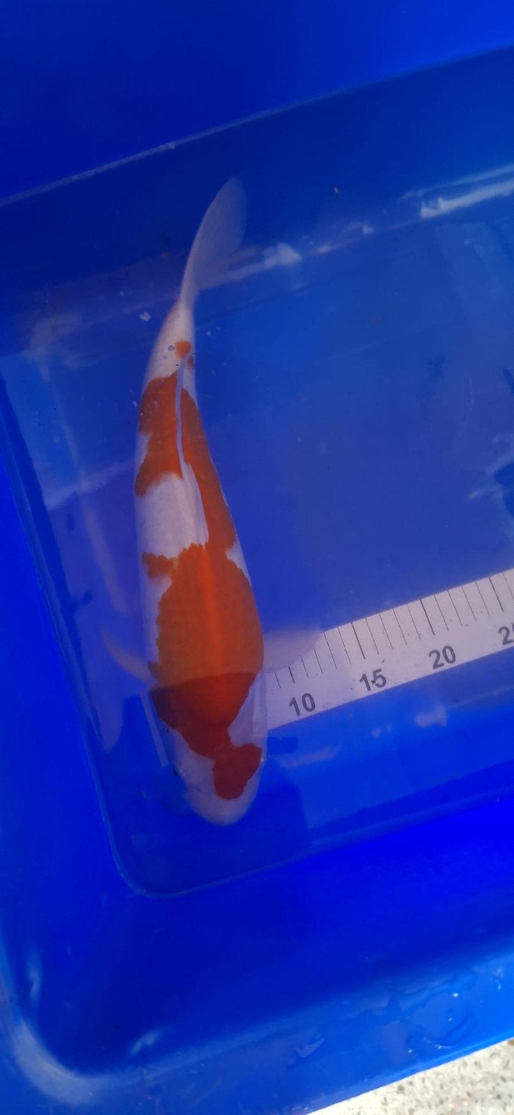 Kohaku Maruyu met certificaat, Karper of Koi
