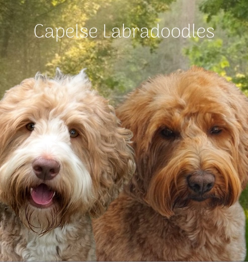 Australian Labradoodle pups geboren, Nederland, Overige rassen, 8 tot 15 weken, Parvo