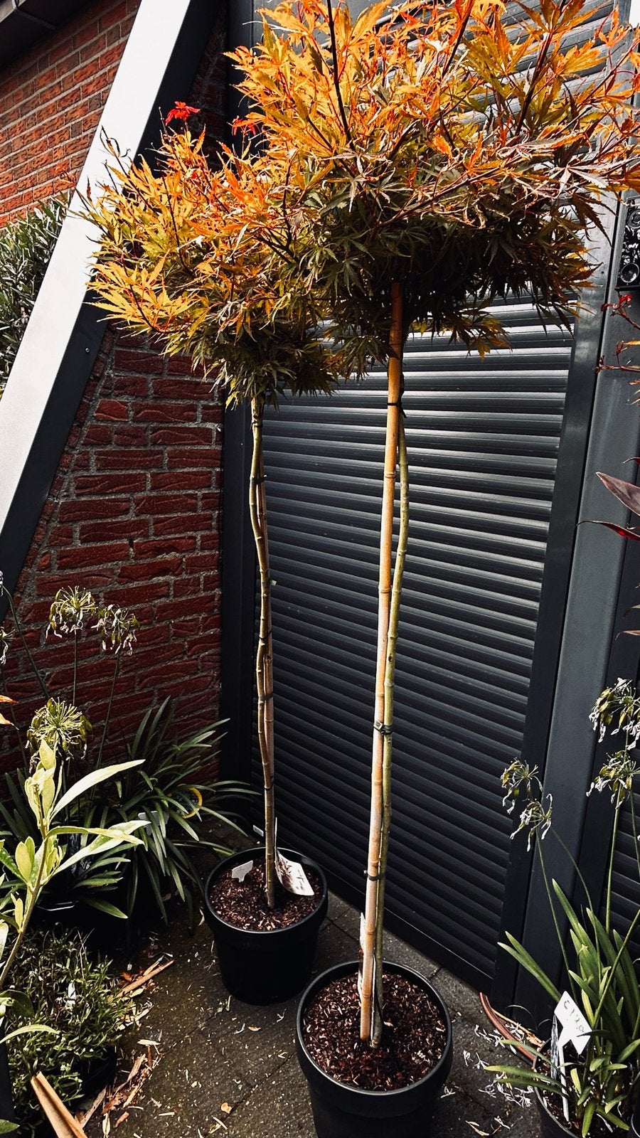 Japanse Esdoorn  Acer palmatum 'Jerre Schwartz',, Herfst, Overige soorten, 100 tot 250 cm, Ophalen