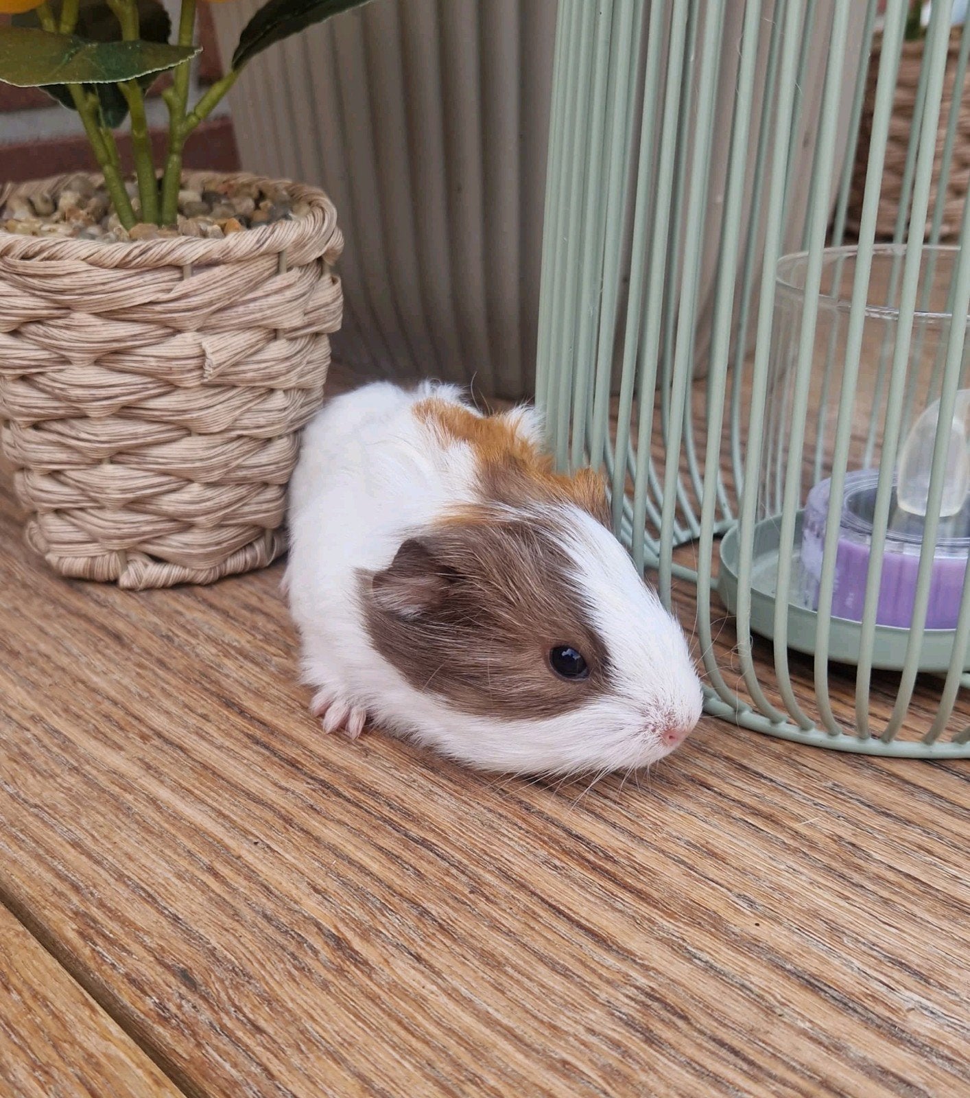 Super mooie en lief cavia jong te koop. Beertje, Cavia, Juni, Mannelijk, Tam