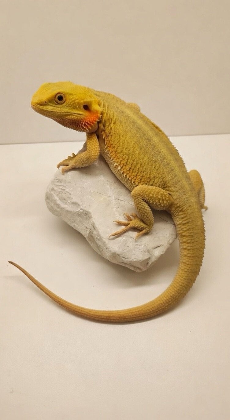 Citrus HypoTrans Coral Witblitz Baardagaam (man) Bearded Dragon - male for sale from SHMD