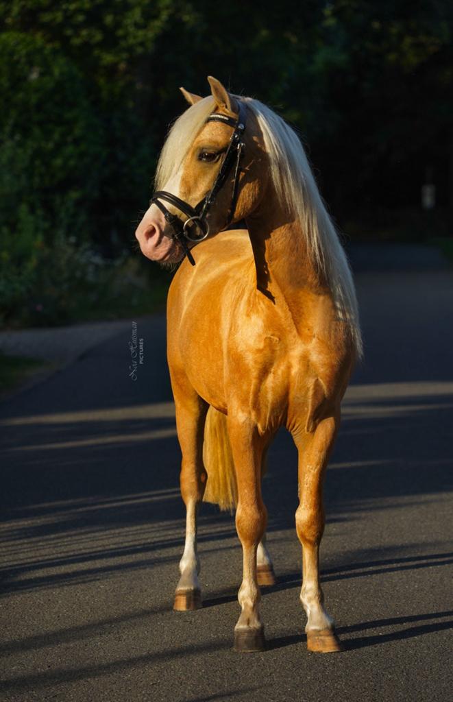 Knappe Welsh palomino hengst sectie A, Met stamboom, A pony (tot 1.17m), 3 tot 6 jaar, Zadelmak
